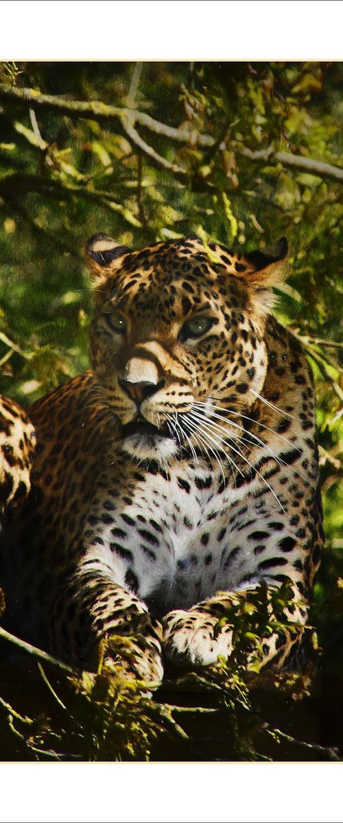 Leopard in the Trees by Martin  Fry