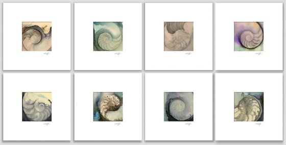 Nautilus Shell Collection 11