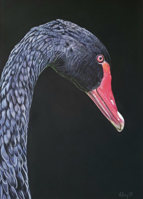 Black swan by Sarah Perry