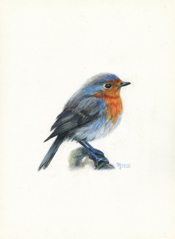 Robin #3/British Robin Red Breast Bird/Bird Series