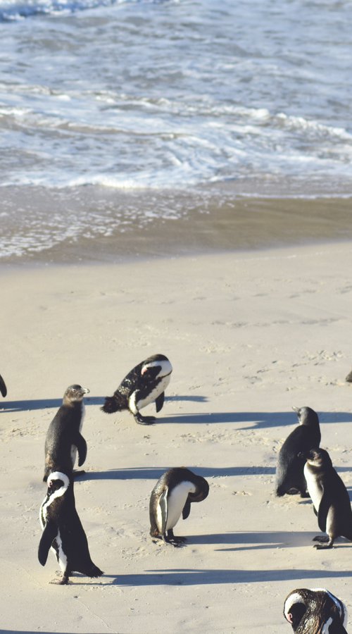 BOULDERS BEACH by Fabio Accorrà