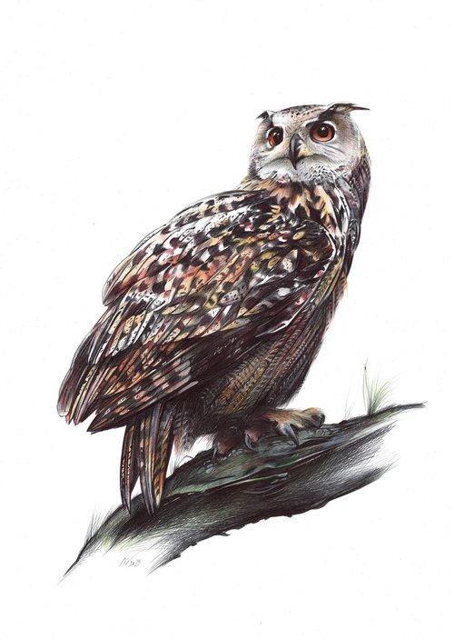 Eurasian Eagle-owl by Daria Maier