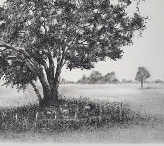 English Oak