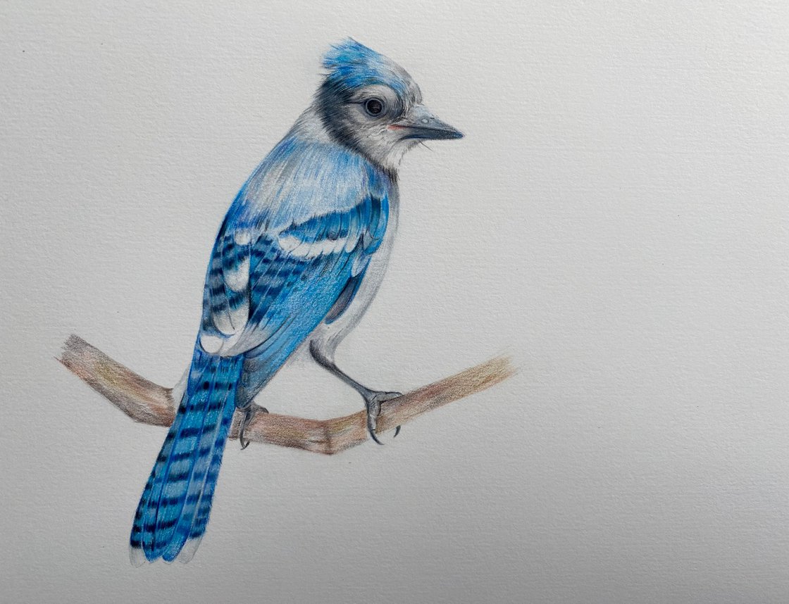 Original shops Blue Jay colored pencil drawing