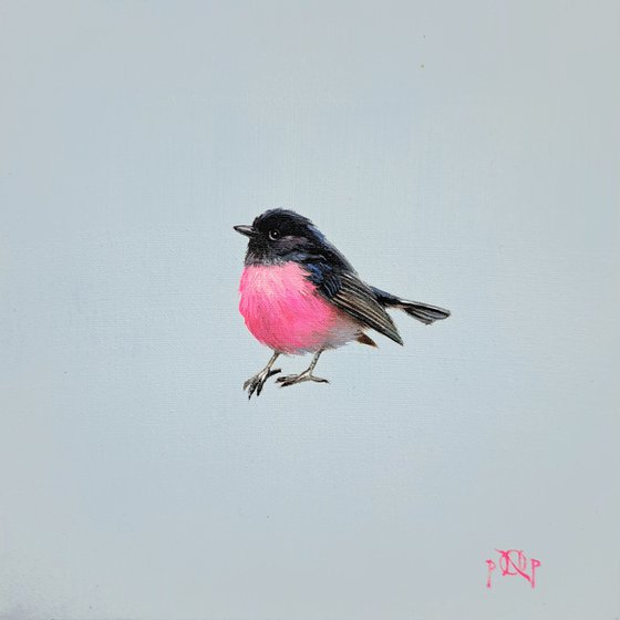 Pink Robin