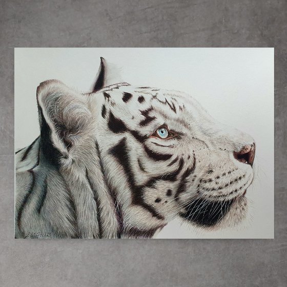 White tiger portrait