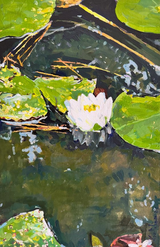 Waterlilies