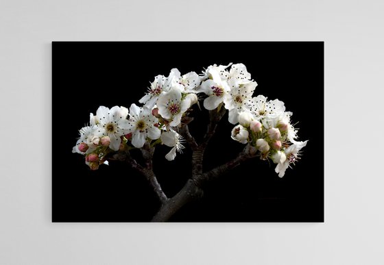 Nashi Pear Blossoms