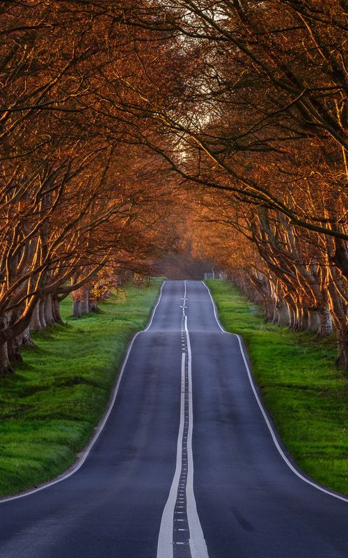 Glowing beeches by Baxter Bradford