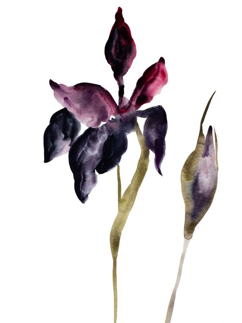 Iris No. 65 by Elizabeth Becker