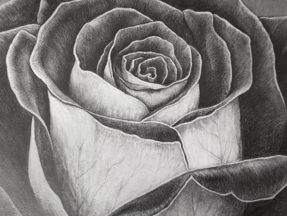 Two-Faced Rose. Graphite Flowers Series