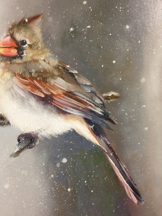 "Snow is falling.  " Cardinal of virgin   birds 2021