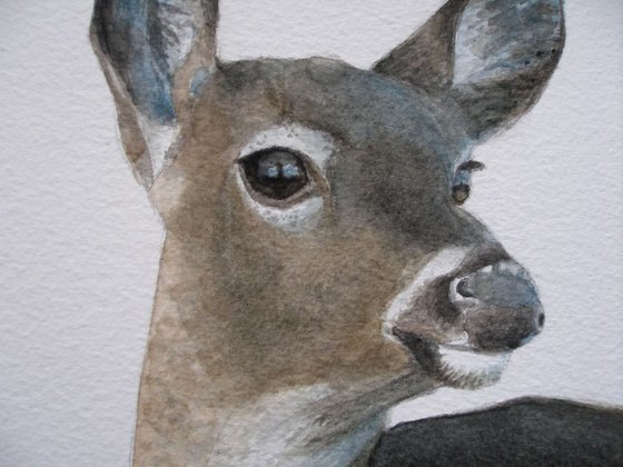 Whitetail Deer Watercolour