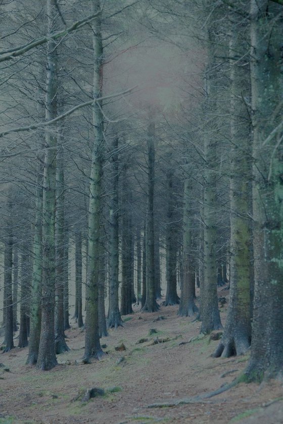 Cloud in woods (blue)