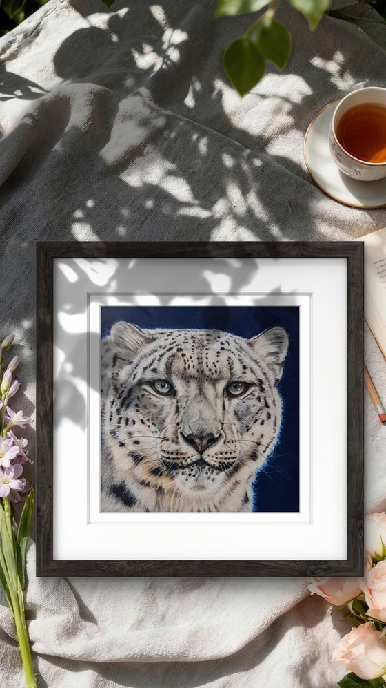 Snow Leopard - Little big cats series no. 2