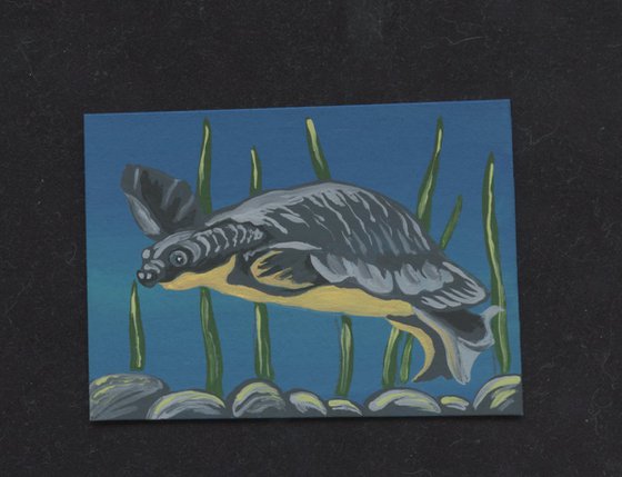 ACEO ATC Original Miniature Painting Fly River Pig Nosed Turtle  Wildlife Art-Carla Smale