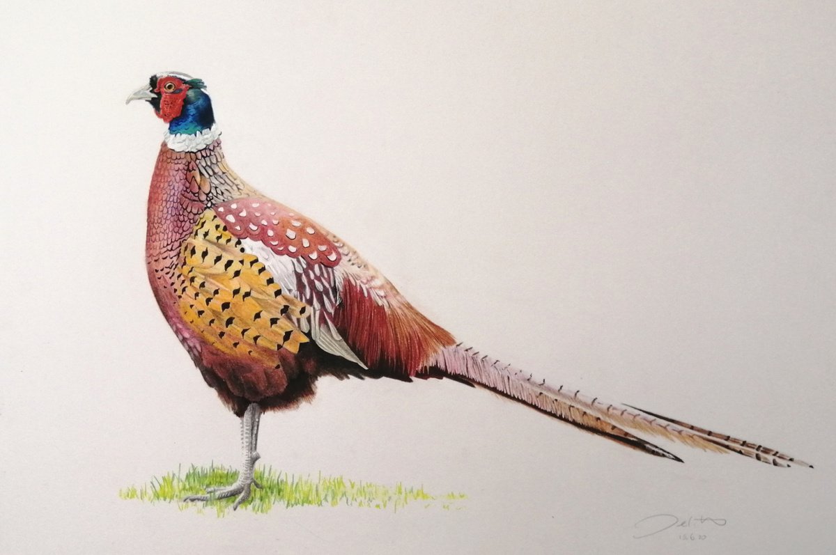 Pheasant profile Pencil drawing by Joanne Hill Artfinder