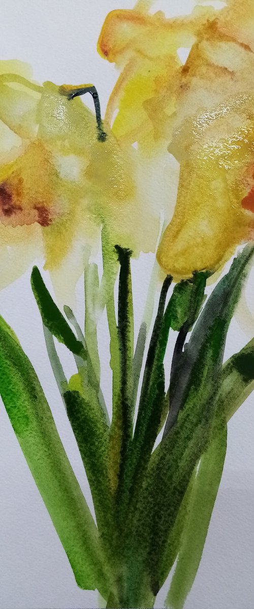 Tender daffodils 2 by Oxana Raduga