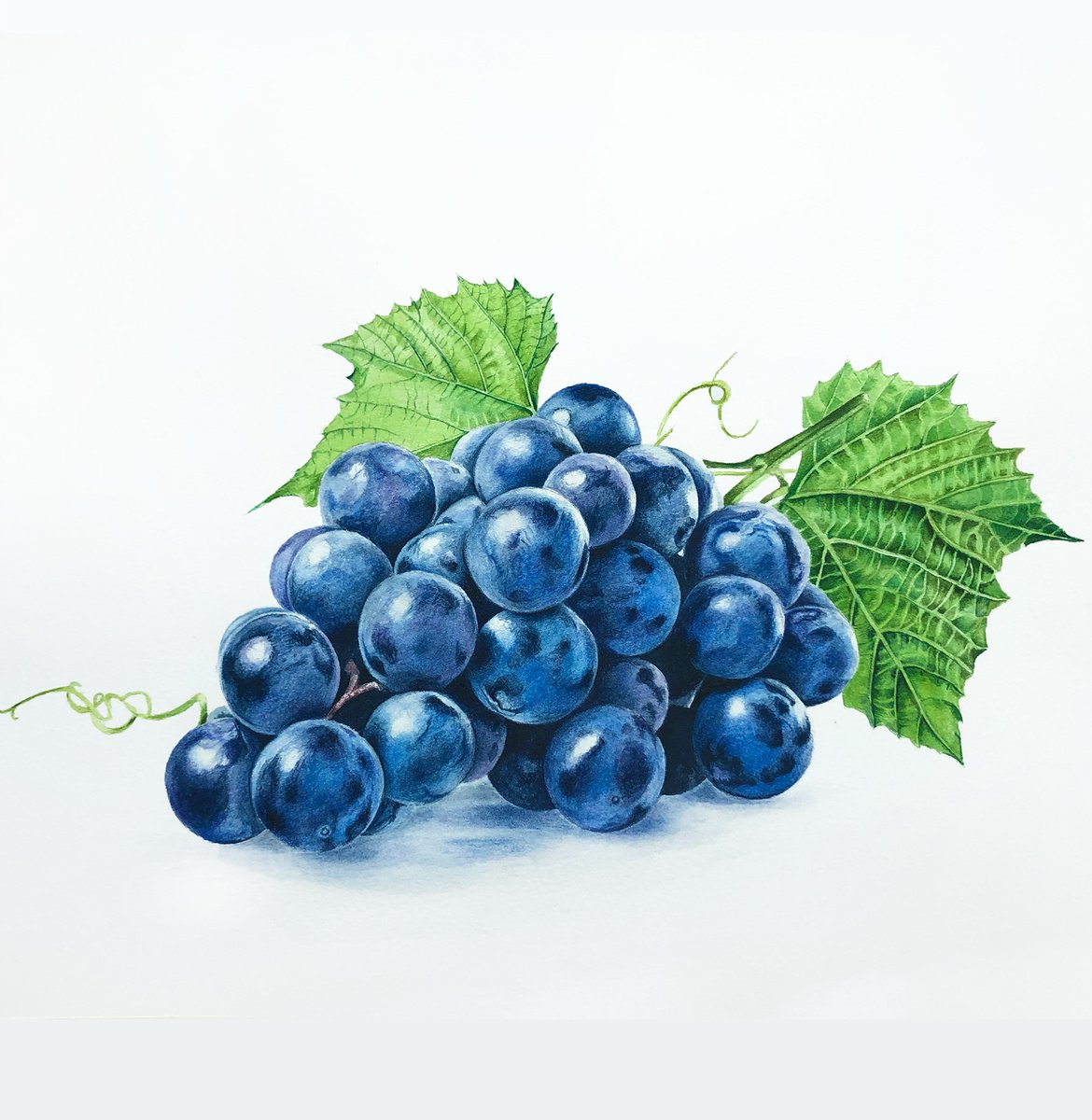 Concord grape by Maiia Axton