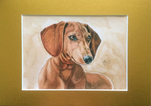 Ginger dachshund by Jolanta Czarnecka