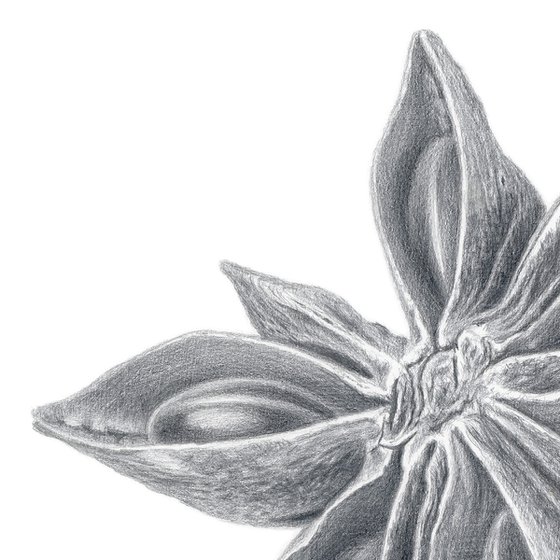 Star Anise Silverpoint