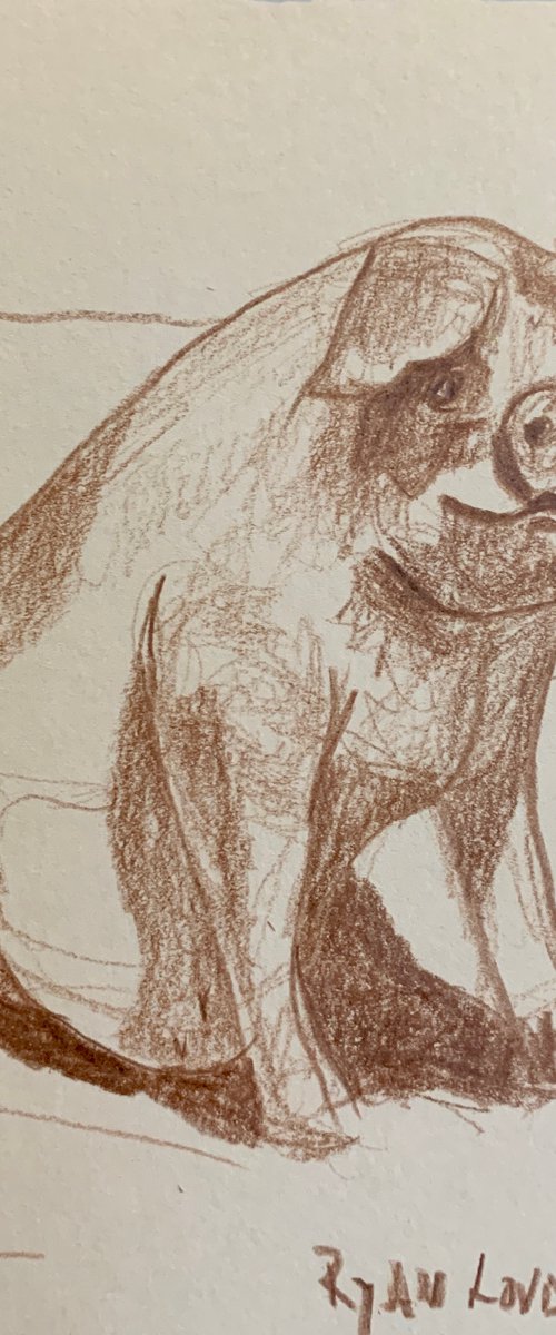 Small Pig - Sittin... by Ryan  Louder