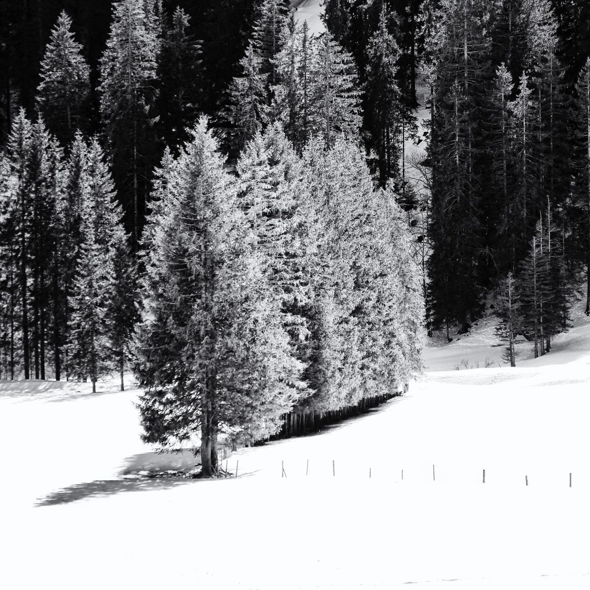 Photorealistic Photograph , The Winter Trees By Christian Schwarz, 17 X 17, Artwork For Sale On Artfinder