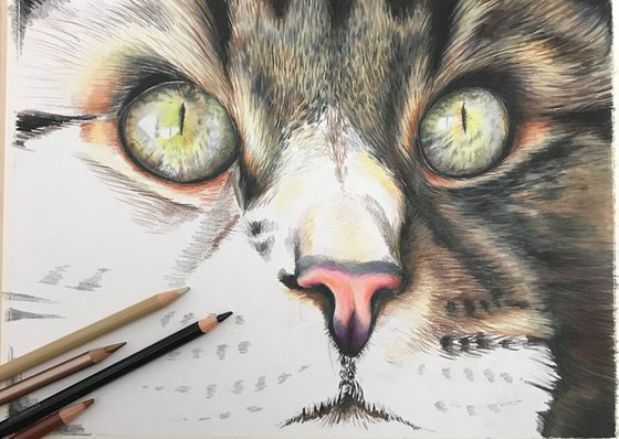 Watchful eyes (Jess, tabby cat)