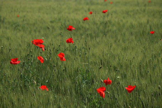 Dancing in the Rye