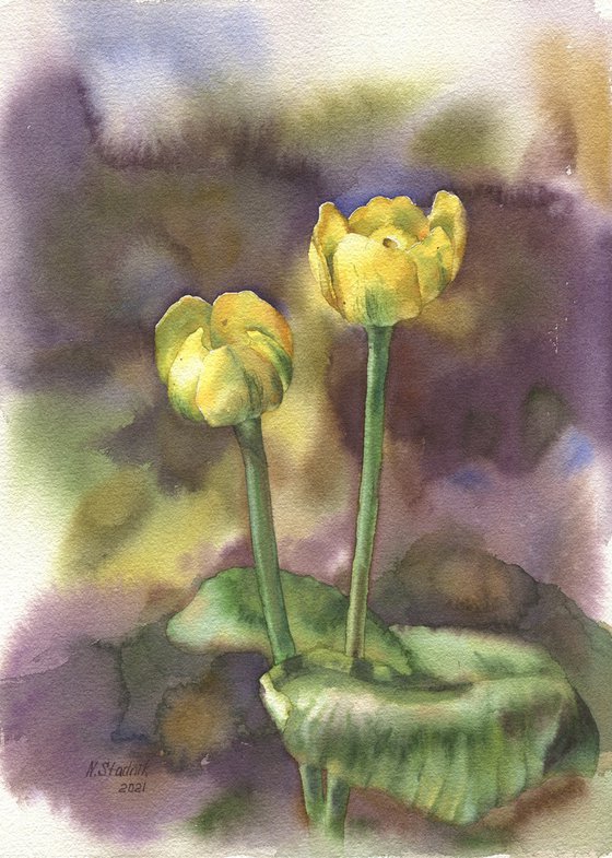 Ukrainian watercolour. Nuphar lutea, yellow jugs