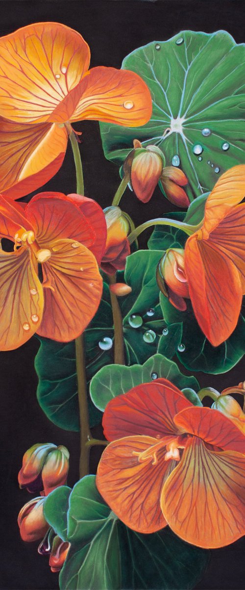 Nasturtium in Bloom by Dietrich Moravec
