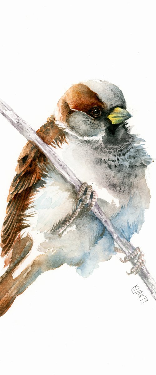 House sparrow, wildlife, birds watercolours by Karolina Kijak