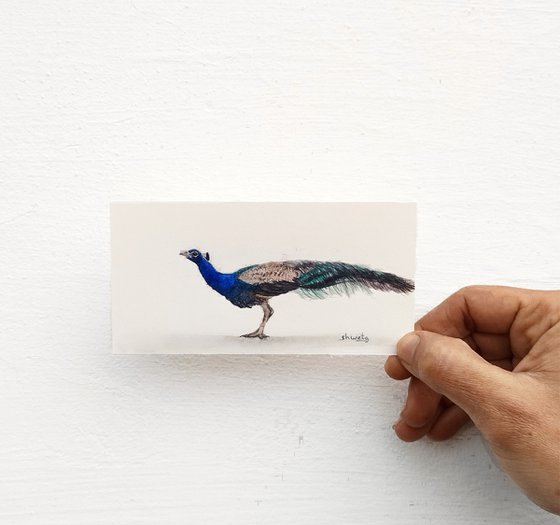 Collection of peacocks