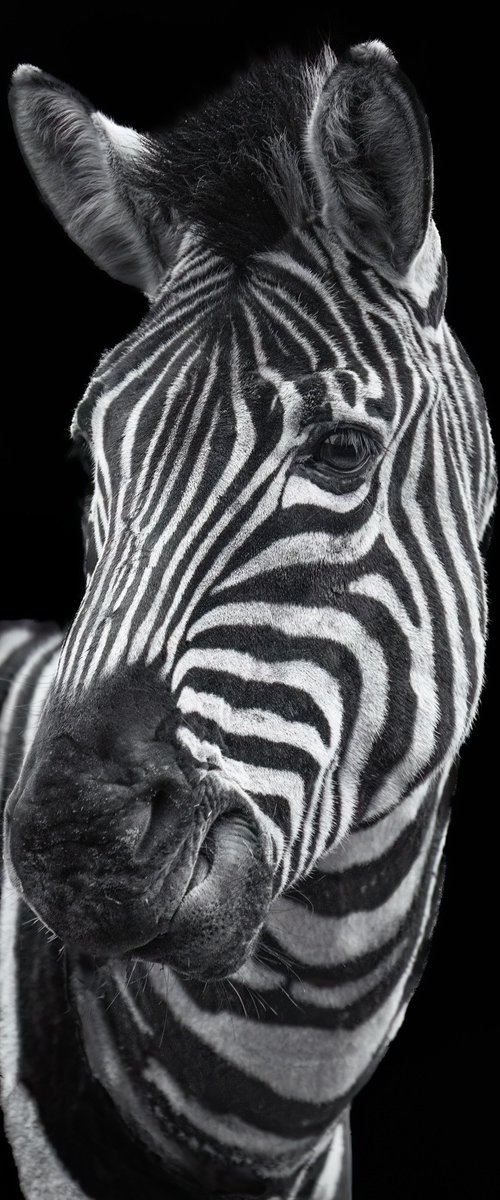 Zebra sideways glance by Paul Nash