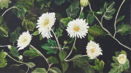 Chrysanthemum flowers by Shweta  Mahajan