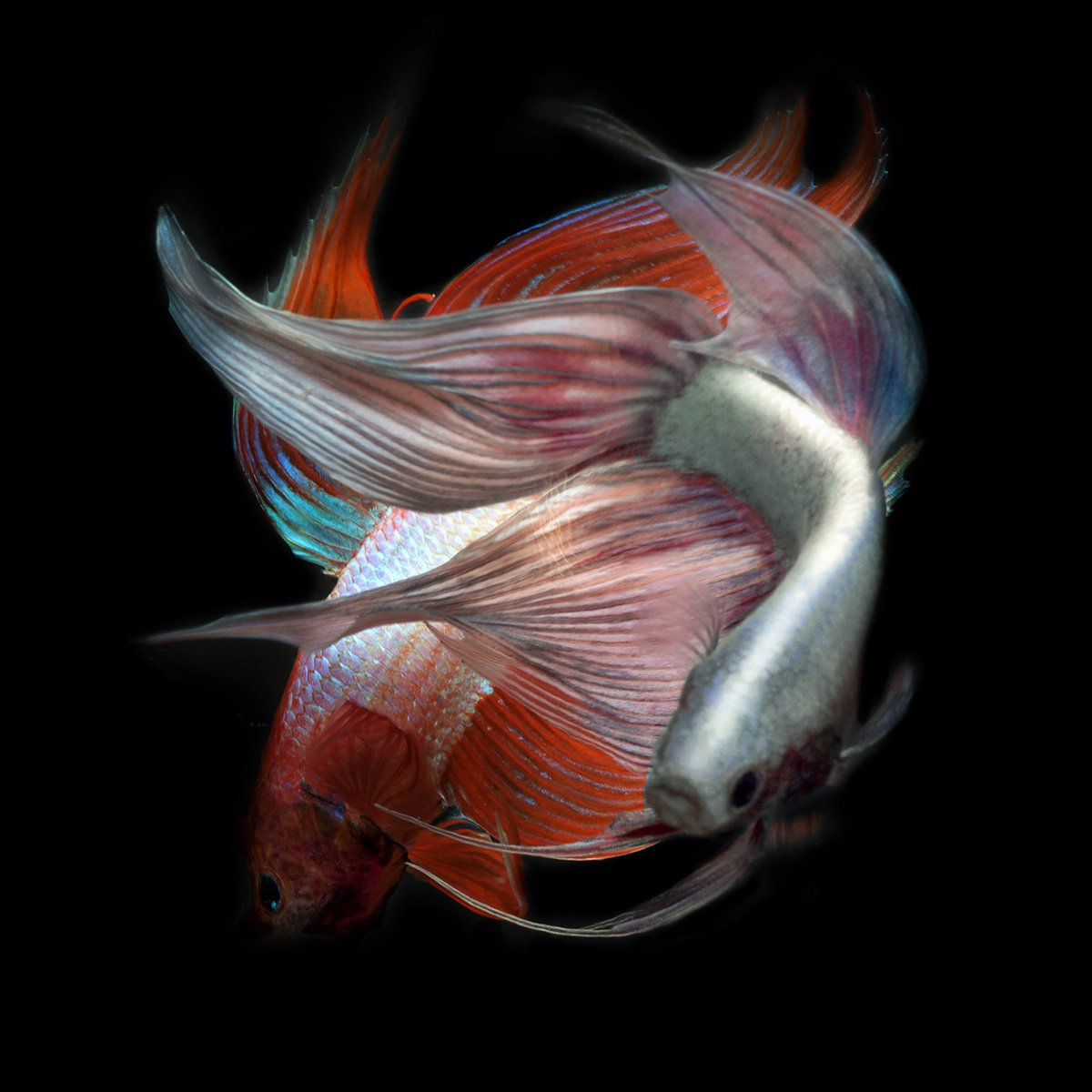 Photorealistic Animal Photograph By Michael Filonow, 32 X 32", Betta Swirl, Original Artwork