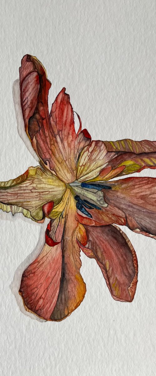 Red Tulips by Myroslava Denysyuk