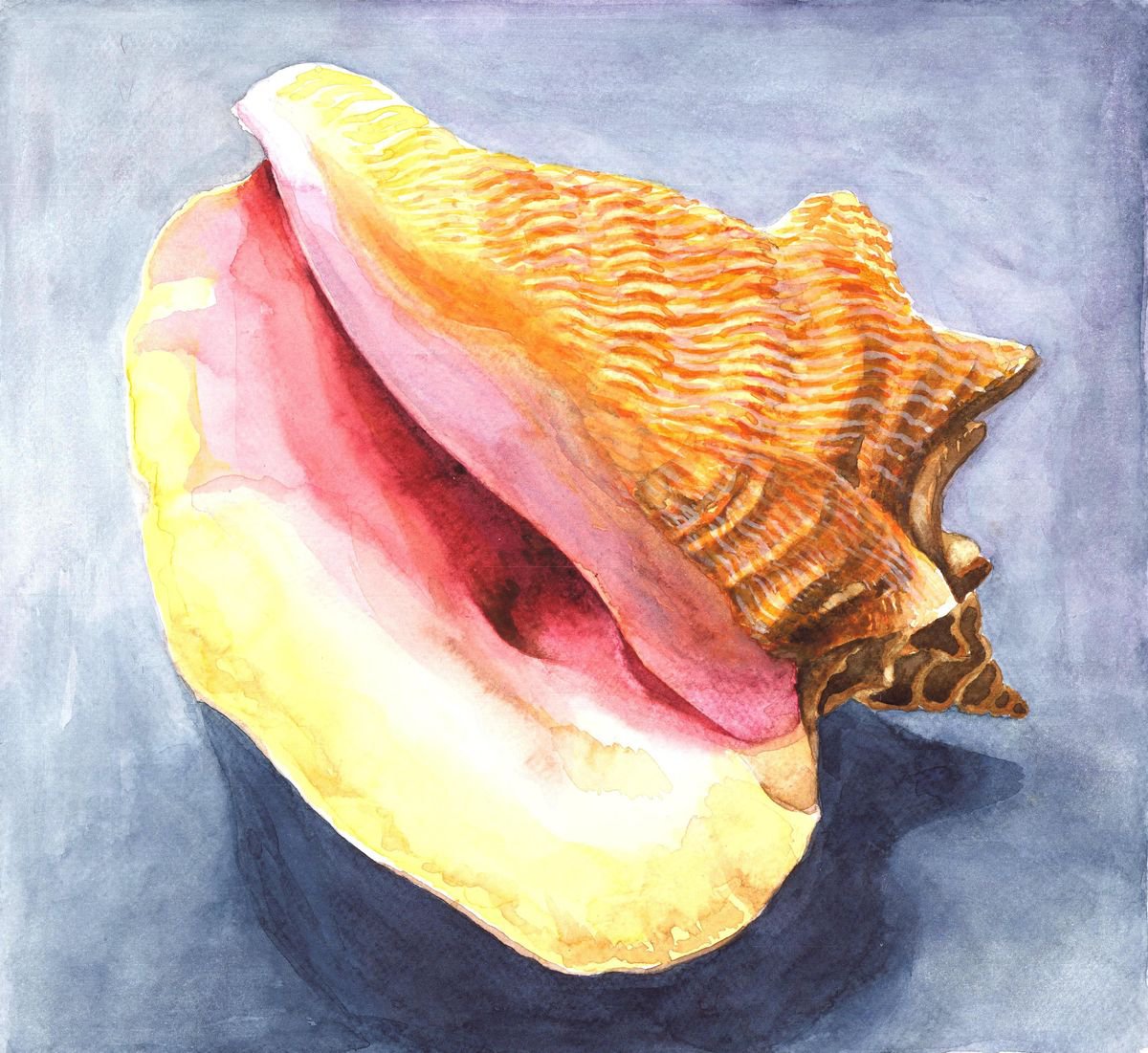 SHELL by Nives Palmic