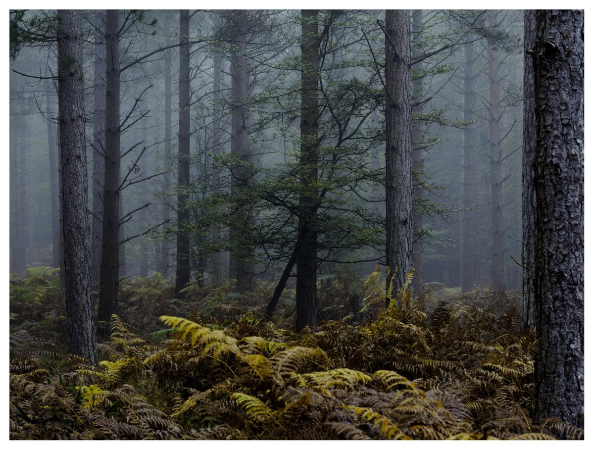 Forest Deep 1 by David Baker