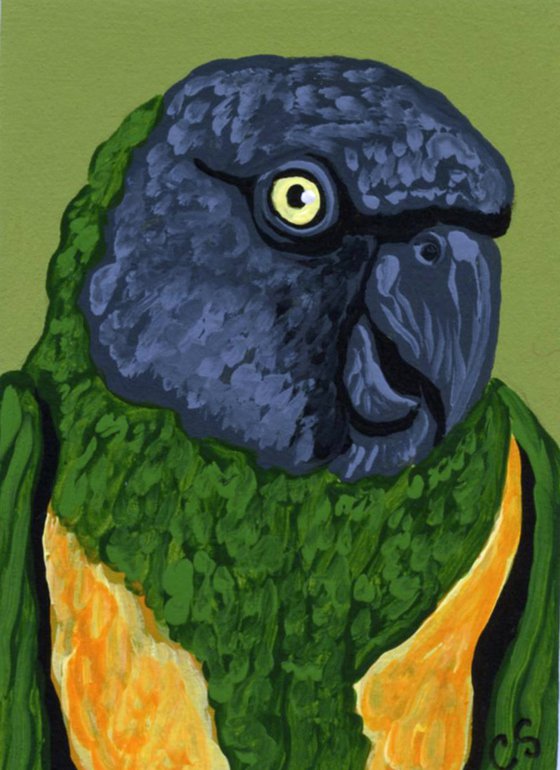 ACEO ATC Original Painting Senegal Parrot Bird Art-Carla Smale