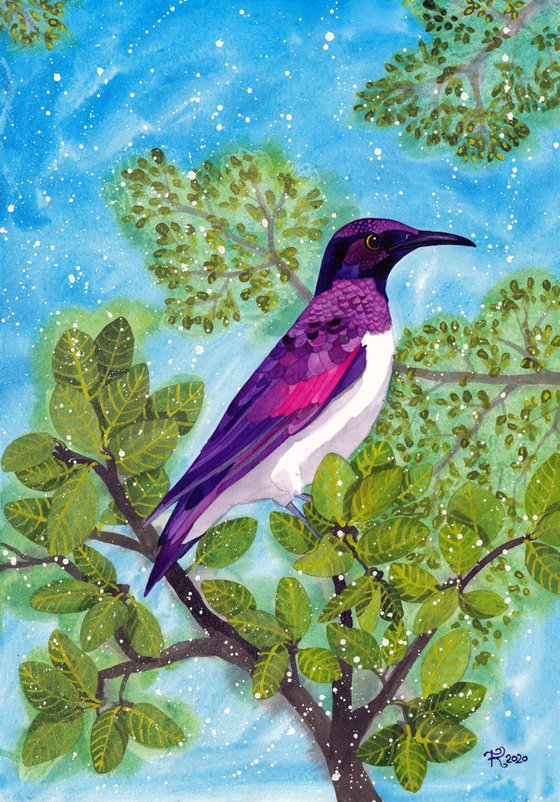 Amethyst Starling