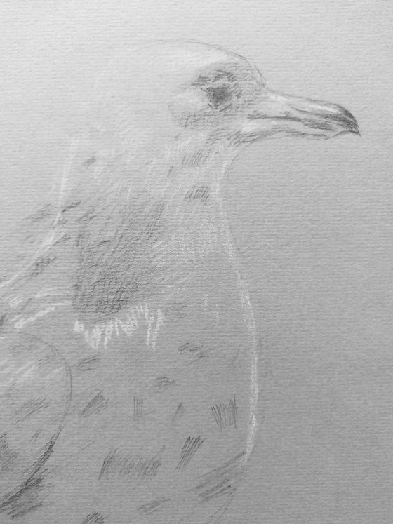 Albatross. Original pencil drawing on gray paper.