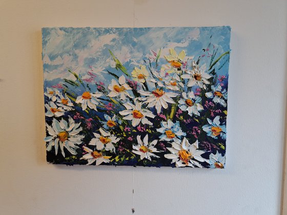 Daisies at the meadow