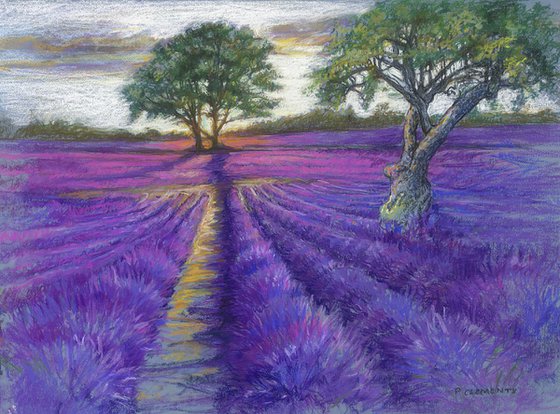 Sunsetting over Lavender Fields