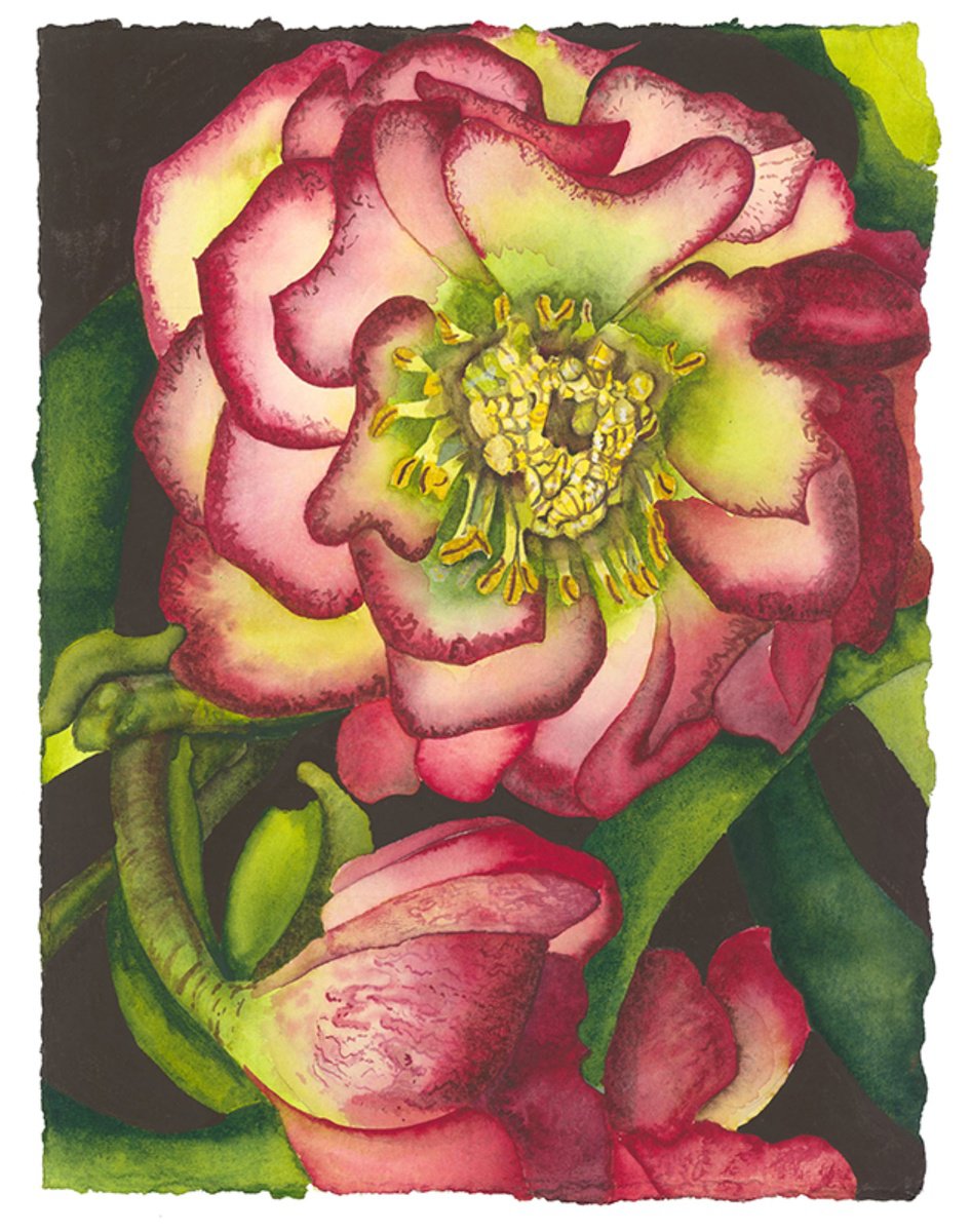 Surrealistic Botanical Watercolour By Mary Lyn Gough, 11 X 15", Shimmer & Glow, Original Artwork