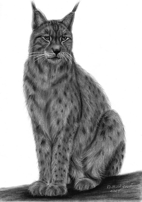 Lynx-wildlife