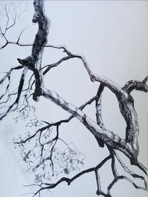 Sicamore branches \sketch