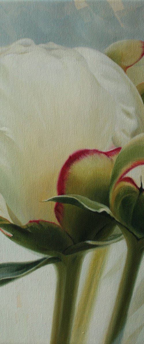 White peony by Julia Diven