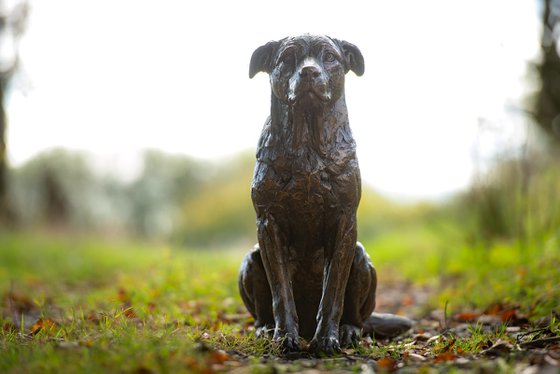Sitting Crossbreed Dog BR
