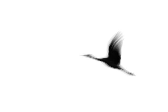Crane(s) I